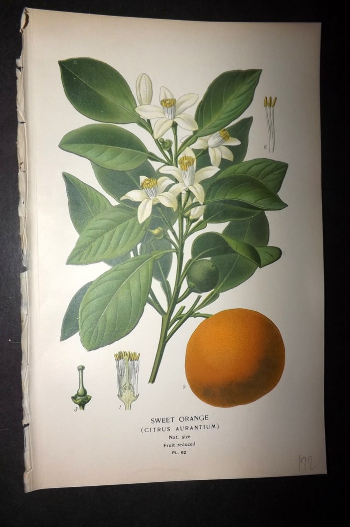 Step, Edward 1897 Botanical Print. Sweet Orange, Fruit (1 of 1)