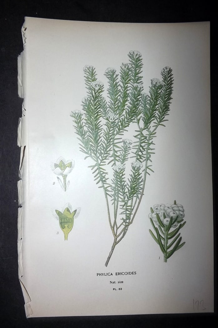 Step, Edward 1897 Botanical Print. Phylica Ericoides: Chromolithographs Published 1896-97 by Frederick Warne & Co., London for "Favourite Flowers of Garden and Greenhouse" by Edward Step and William Watson. Paper Size: 9.5 x 6 inch (24 x 15cm) Good Condi