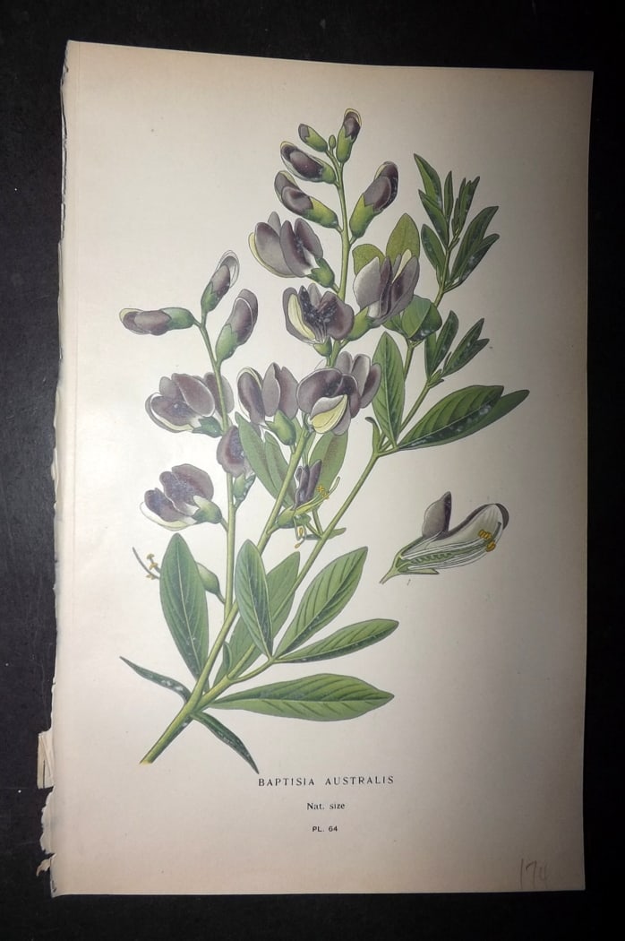 Step, Edward 1897 Botanical Print. Baptisia Australis: Chromolithographs Published 1896-97 by Frederick Warne & Co., London for "Favourite Flowers of Garden and Greenhouse" by Edward Step and William Watson. Paper Size: 9.5 x 6 inch (24 x 15cm) Good Condi