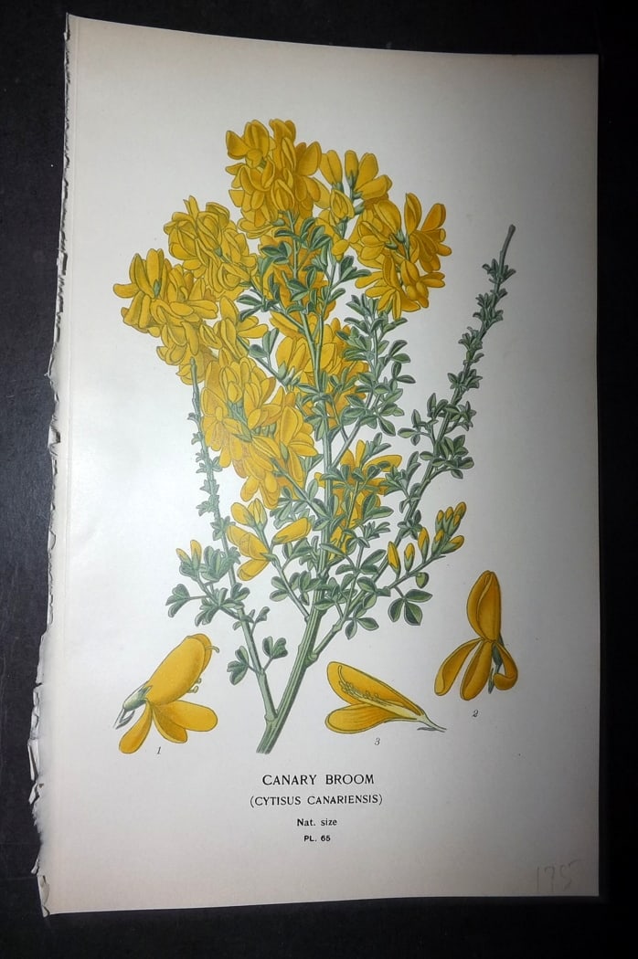 Step, Edward 1897 Botanical Print. Canary Broom: Chromolithographs Published 1896-97 by Frederick Warne & Co., London for "Favourite Flowers of Garden and Greenhouse" by Edward Step and William Watson. Paper Size: 9.5 x 6 inch (24 x 15cm) Good Condi