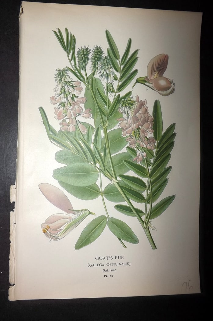 Step, Edward 1897 Botanical Print. Goat's Rue (1 of 1)