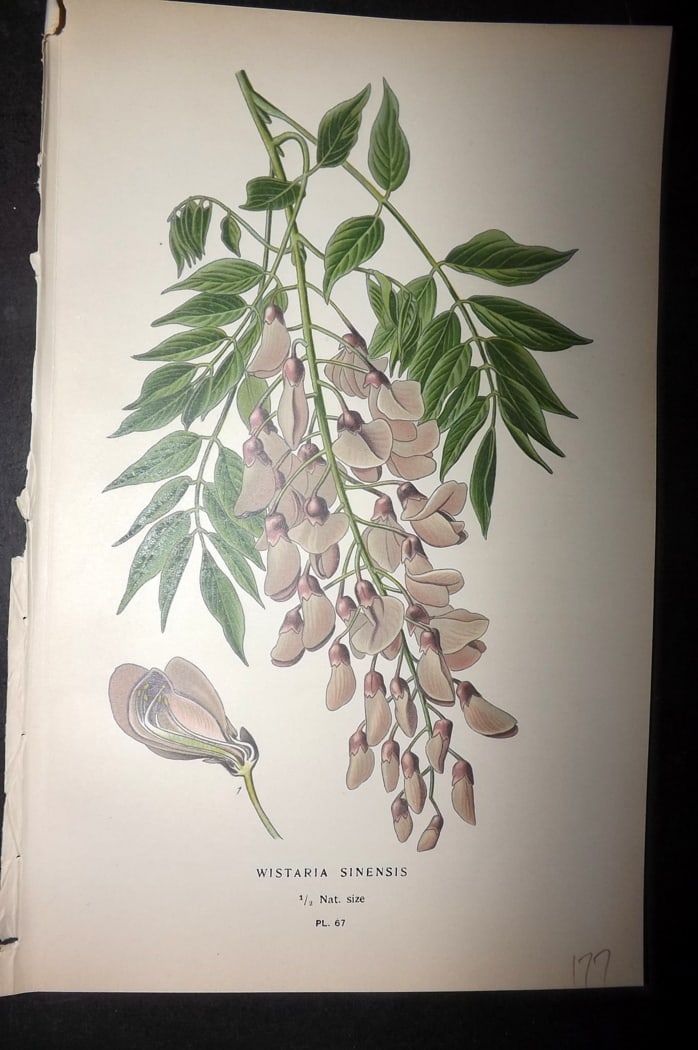 Step, Edward 1897 Botanical Print. Wisteria Sinesis: Chromolithographs Published 1896-97 by Frederick Warne & Co., London for "Favourite Flowers of Garden and Greenhouse" by Edward Step and William Watson. Paper Size: 9.5 x 6 inch (24 x 15cm) Good Condi