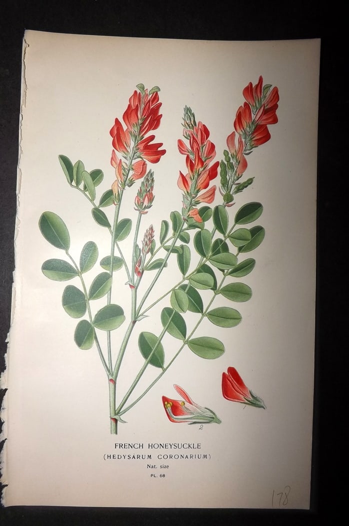 Step, Edward 1897 Botanical Print. French Honeysuckle: Chromolithographs Published 1896-97 by Frederick Warne & Co., London for "Favourite Flowers of Garden and Greenhouse" by Edward Step and William Watson. Paper Size: 9.5 x 6 inch (24 x 15cm) Good Condi