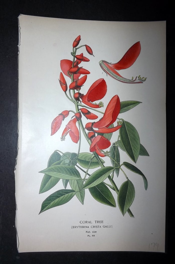 Step, Edward 1897 Botanical Print. Coral Tree: Chromolithographs Published 1896-97 by Frederick Warne & Co., London for "Favourite Flowers of Garden and Greenhouse" by Edward Step and William Watson. Paper Size: 9.5 x 6 inch (24 x 15cm) Good Condi