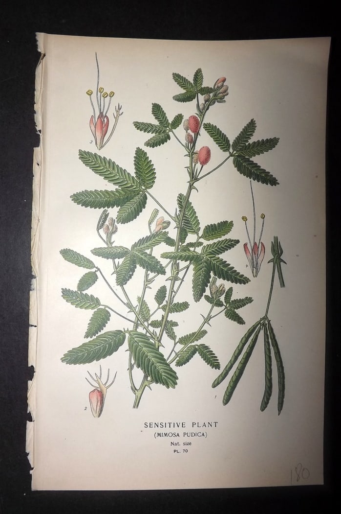 Step, Edward 1897 Botanical Print. Sensitive Plant: Chromolithographs Published 1896-97 by Frederick Warne & Co., London for "Favourite Flowers of Garden and Greenhouse" by Edward Step and William Watson. Paper Size: 9.5 x 6 inch (24 x 15cm) Good Condi