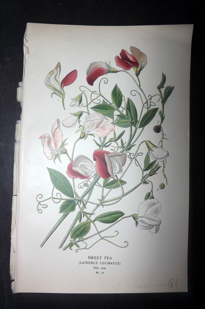 Step, Edward 1897 Botanical Print. Sweet Pea: Chromolithographs Published 1896-97 by Frederick Warne & Co., London for "Favourite Flowers of Garden and Greenhouse" by Edward Step and William Watson. Paper Size: 9.5 x 6 inch (24 x 15cm) Good Condi