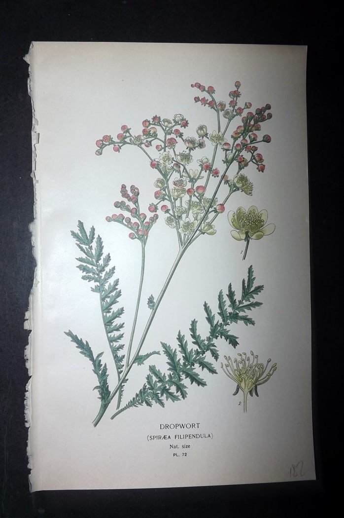 Step, Edward 1897 Botanical Print. Dropwort: Chromolithographs Published 1896-97 by Frederick Warne & Co., London for "Favourite Flowers of Garden and Greenhouse" by Edward Step and William Watson. Paper Size: 9.5 x 6 inch (24 x 15cm) Good Condi