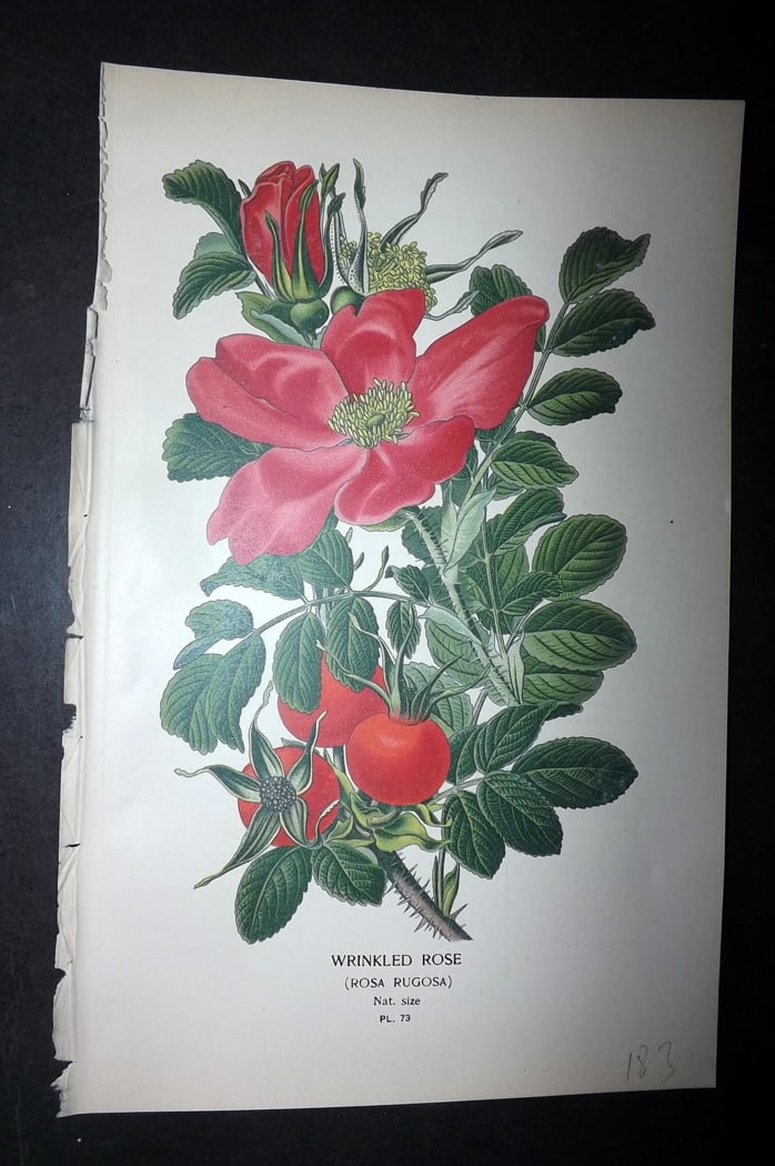Step, Edward 1897 Botanical Print. Wrinkled Rose: Chromolithographs Published 1896-97 by Frederick Warne & Co., London for "Favourite Flowers of Garden and Greenhouse" by Edward Step and William Watson. Paper Size: 9.5 x 6 inch (24 x 15cm) Good Condi