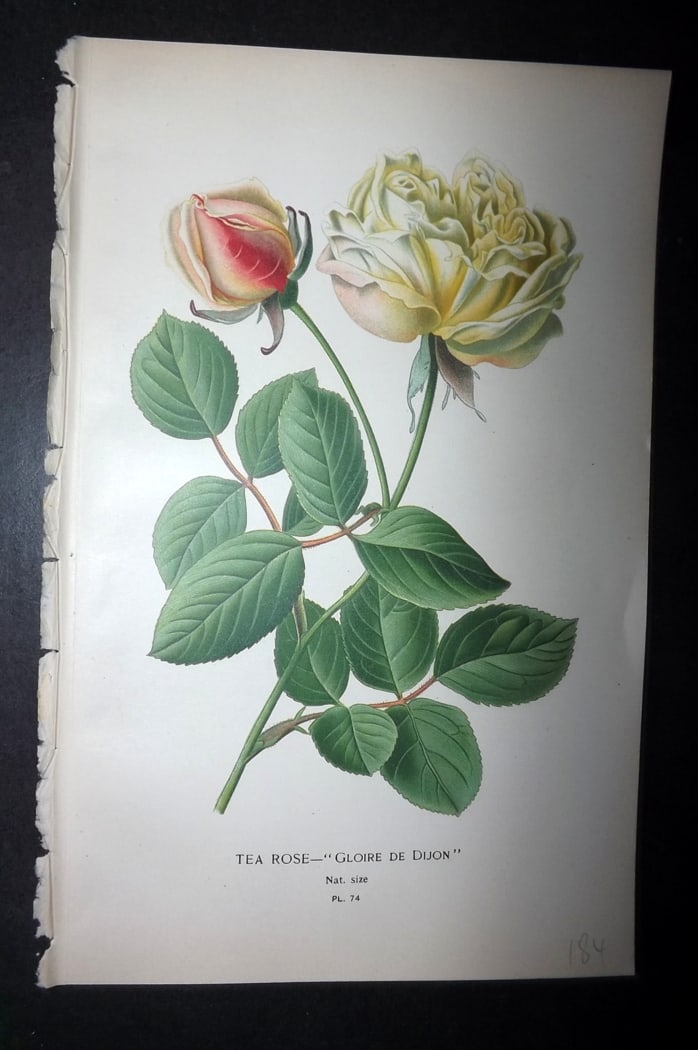 Step, Edward 1897 Botanical Print. Tea Rose "Gloire de Dijon" (1 of 1)