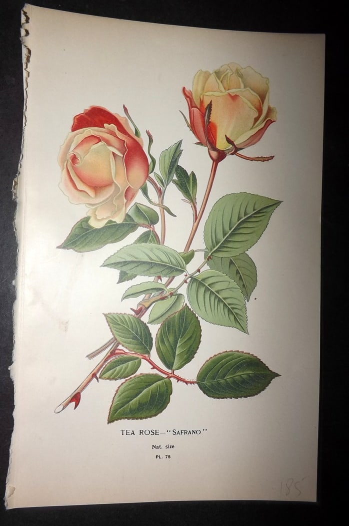 Step, Edward 1897 Botanical Print. Tea Rose "Safrano" (1 of 1)