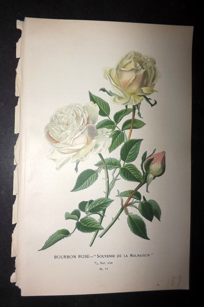 Step, Edward 1897 Botanical Print. Bourbon Rose "Souvenir de la Malmaison" (1 of 1)