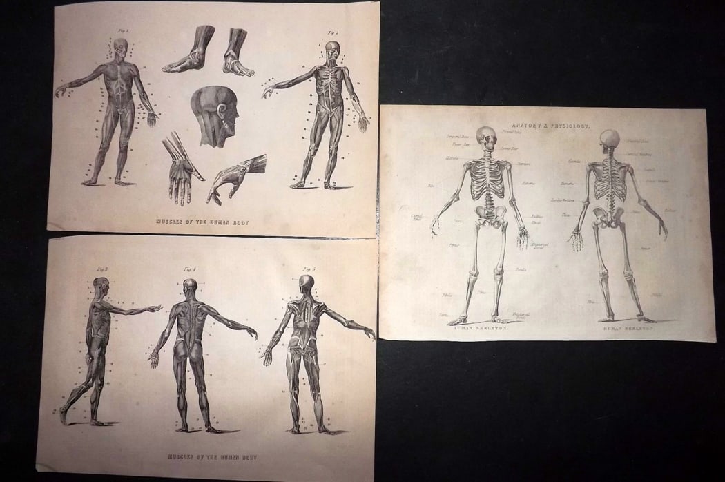 Ainsworth, James 1850's Lot of 3 Antique Anatomy Prints (1 of 2)