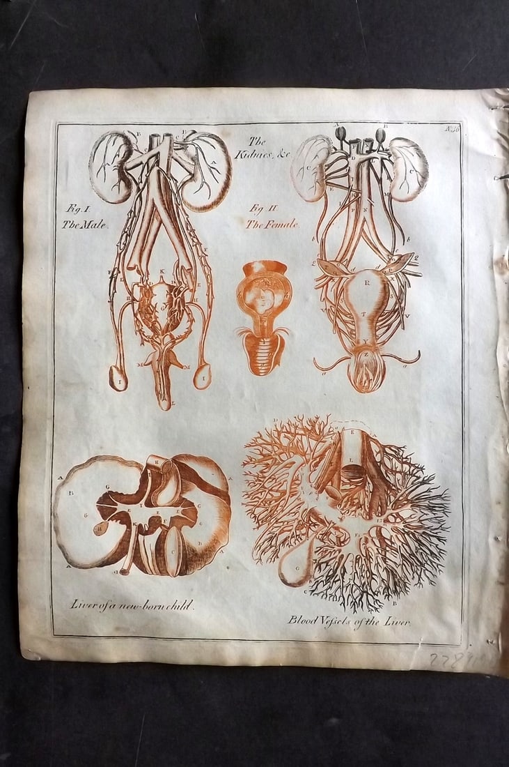 Culpeper, Nicholas C1800 Anatomy Print. Kidney's and Liver: Copper Plate Printed in Red Ink Published C1800, London for "Culpeper's English Physician; and Complete Herbal" by Nicholas Culpeper. Paper Size: 10 x 8 inch (25 x 21cm) Minor background toning. Tiny 