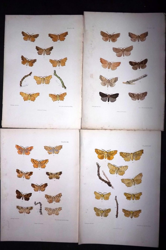Barrett, Charles 1899 Lot of 4 Hand Col Moth Prints: Hand Colored Lithographs Published 1899, London for "The Lepidoptera of the British Islands" by Charles Barrett. With accompanying descriptive text. Paper Size: 9.5 x 7 inch (25 x 17cm) Very minor bac