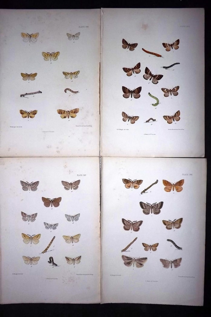 Barrett, Charles 1899 Lot of 4 Hand Col Moth Prints: Hand Colored Lithographs Published 1899, London for "The Lepidoptera of the British Islands" by Charles Barrett. With accompanying descriptive text. Paper Size: 9.5 x 7 inch (25 x 17cm) Very minor bac