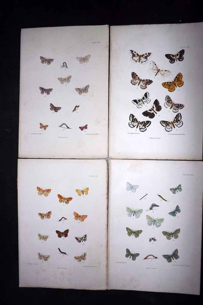 Barrett, Charles 1899 Lot of 4 Hand Col Moth Prints: Hand Colored Lithographs Published 1899, London for "The Lepidoptera of the British Islands" by Charles Barrett. With accompanying descriptive text. Paper Size: 9.5 x 7 inch (25 x 17cm) Very minor bac