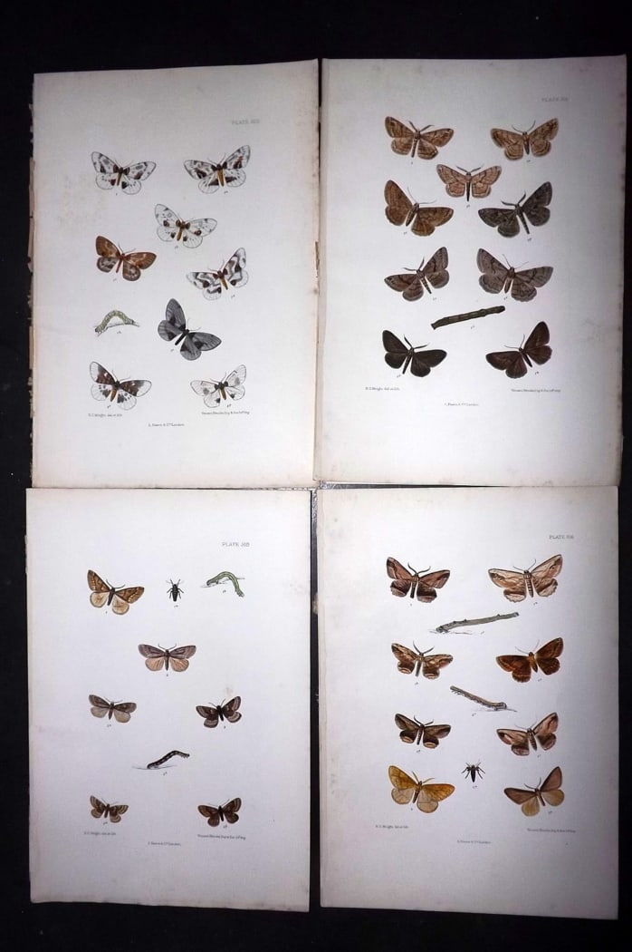 Barrett, Charles 1899 Lot of 4 Hand Col Moth Prints: Hand Colored Lithographs Published 1899, London for "The Lepidoptera of the British Islands" by Charles Barrett. With accompanying descriptive text. Paper Size: 9.5 x 7 inch (25 x 17cm) Very minor bac