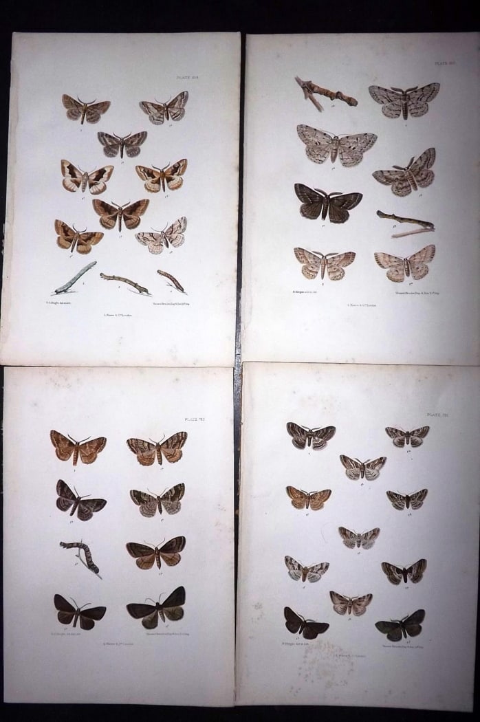 Barrett, Charles 1899 Lot of 4 Hand Col Moth Prints: Hand Colored Lithographs Published 1899, London for "The Lepidoptera of the British Islands" by Charles Barrett. With accompanying descriptive text. Paper Size: 9.5 x 7 inch (25 x 17cm) Very minor bac