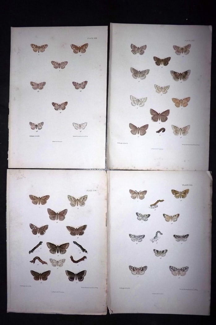 Barrett, Charles 1899 Lot of 4 Hand Col Moth Prints: Hand Colored Lithographs Published 1899, London for "The Lepidoptera of the British Islands" by Charles Barrett. With accompanying descriptive text. Paper Size: 9.5 x 7 inch (25 x 17cm) Very minor bac