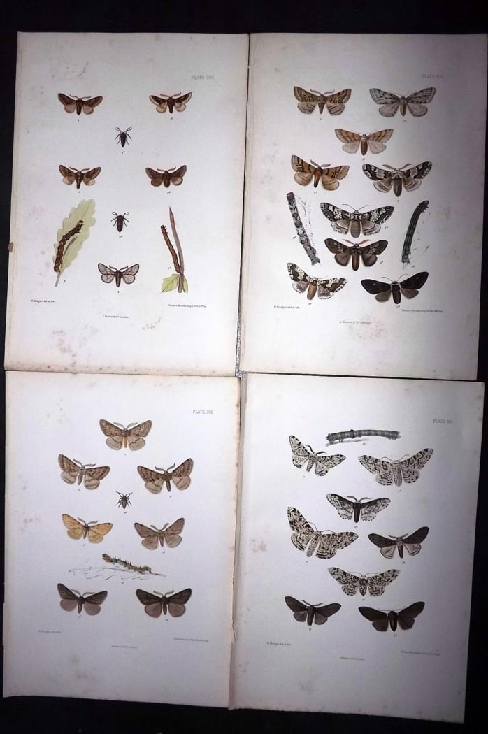 Barrett, Charles 1899 Lot of 4 Hand Col Moth Prints: Hand Colored Lithographs Published 1899, London for "The Lepidoptera of the British Islands" by Charles Barrett. With accompanying descriptive text. Paper Size: 9.5 x 7 inch (25 x 17cm) Very minor bac
