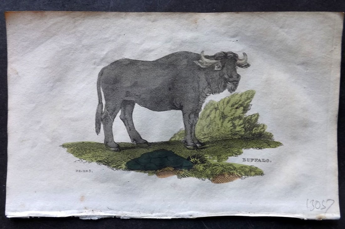 Brightly (Pub) 1811 Hand Col Print. Buffalo 105: Antique Copper Plate Published 1811 by Brightly & Co, Bungay for "The Natural History of Quadrupeds and Cetaceous Animals" Various Authors - Many images taken from George Shaw's "General Zoology" Fine