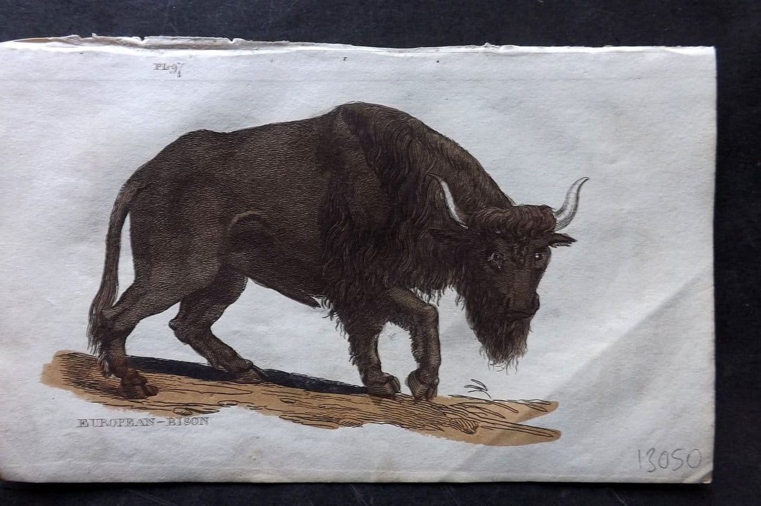 Brightly (Pub) 1811 Hand Col Print. European Bison 97: Antique Copper Plate Published 1811 by Brightly & Co, Bungay for "The Natural History of Quadrupeds and Cetaceous Animals" Various Authors - Many images taken from George Shaw's "General Zoology" Fine