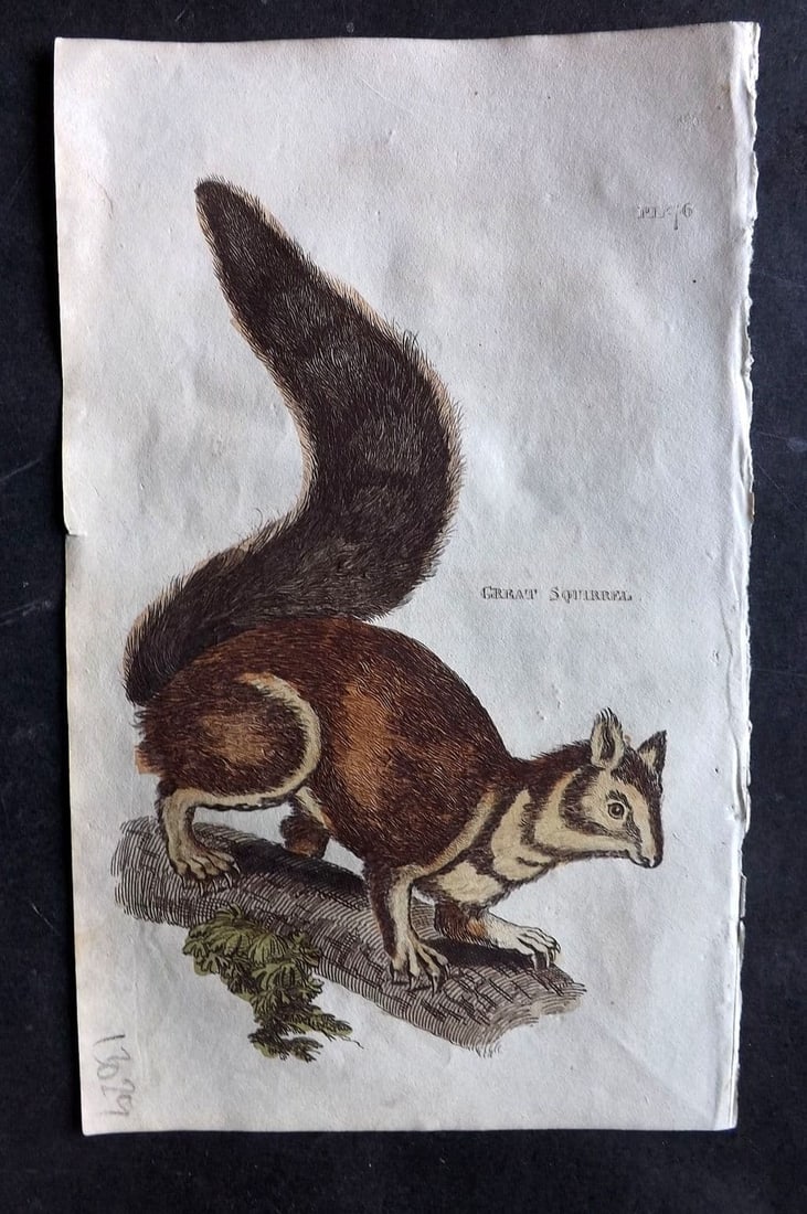 Brightly (Pub) 1811 Hand Col Print. Great Squirrel 76: Antique Copper Plate Published 1811 by Brightly & Co, Bungay for "The Natural History of Quadrupeds and Cetaceous Animals" Various Authors - Many images taken from George Shaw's "General Zoology" Fine