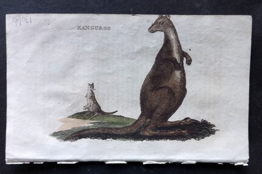 Brightly (Pub) 1811 Hand Col Print. Kangaroo 69 Australia: Antique Copper Plate Published 1811 by Brightly & Co, Bungay for "The Natural History of Quadrupeds and Cetaceous Animals" Various Authors - Many images taken from George Shaw's "General Zoology" Fine