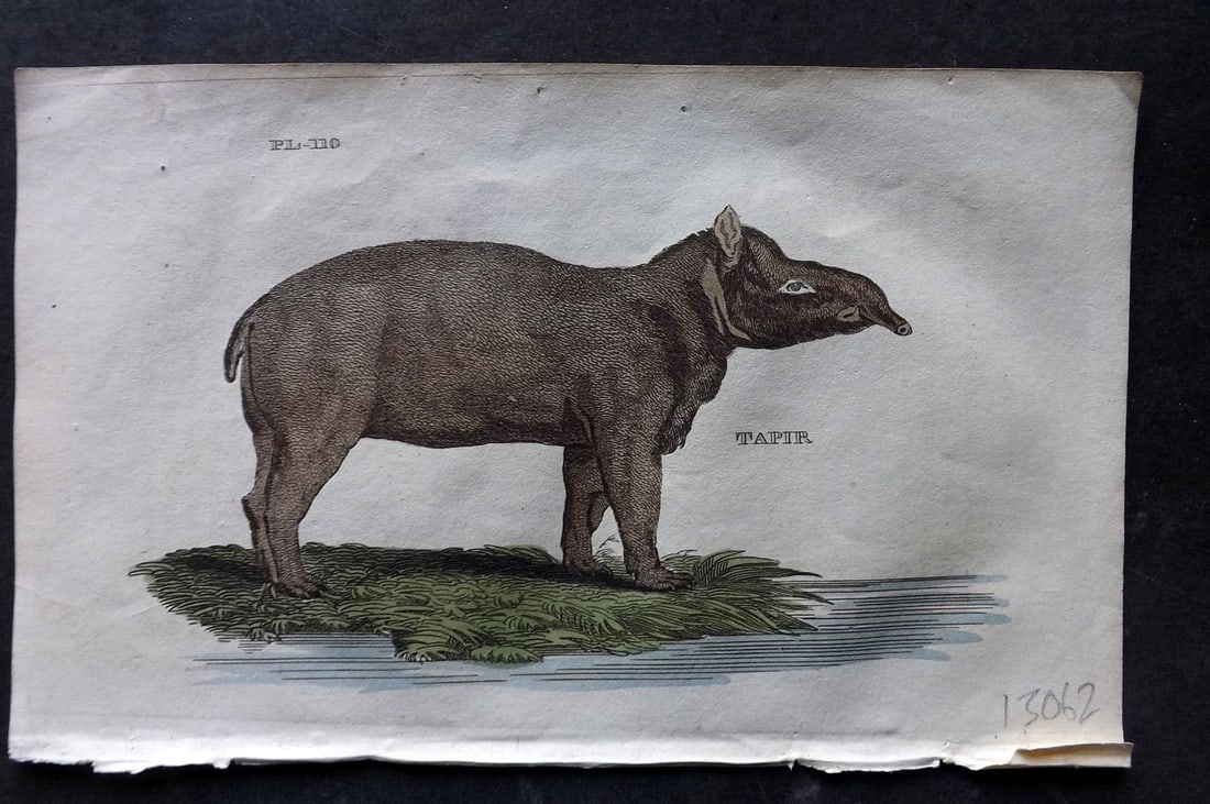 Brightly (Pub) 1811 Hand Col Print. Tapir 110: Antique Copper Plate Published 1811 by Brightly & Co, Bungay for "The Natural History of Quadrupeds and Cetaceous Animals" Various Authors - Many images taken from George Shaw's "General Zoology" Fine