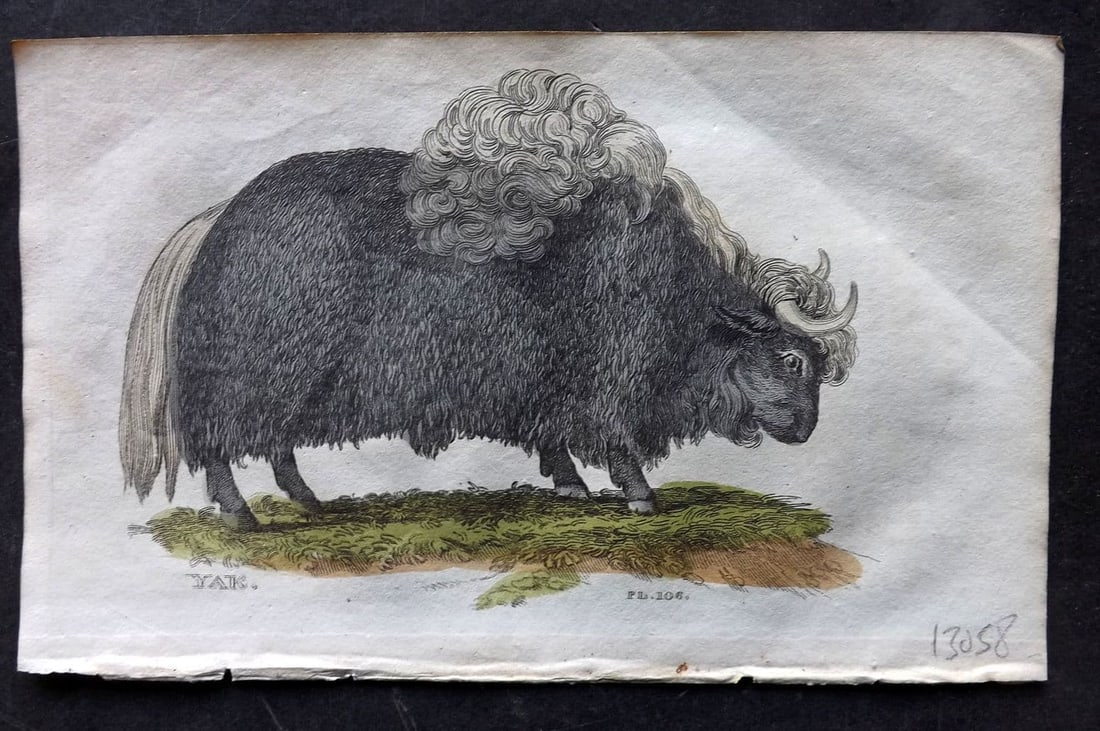 Brightly (Pub) 1811 Hand Col Print. Yak 106: Antique Copper Plate Published 1811 by Brightly & Co, Bungay for "The Natural History of Quadrupeds and Cetaceous Animals" Various Authors - Many images taken from George Shaw's "General Zoology" Fine