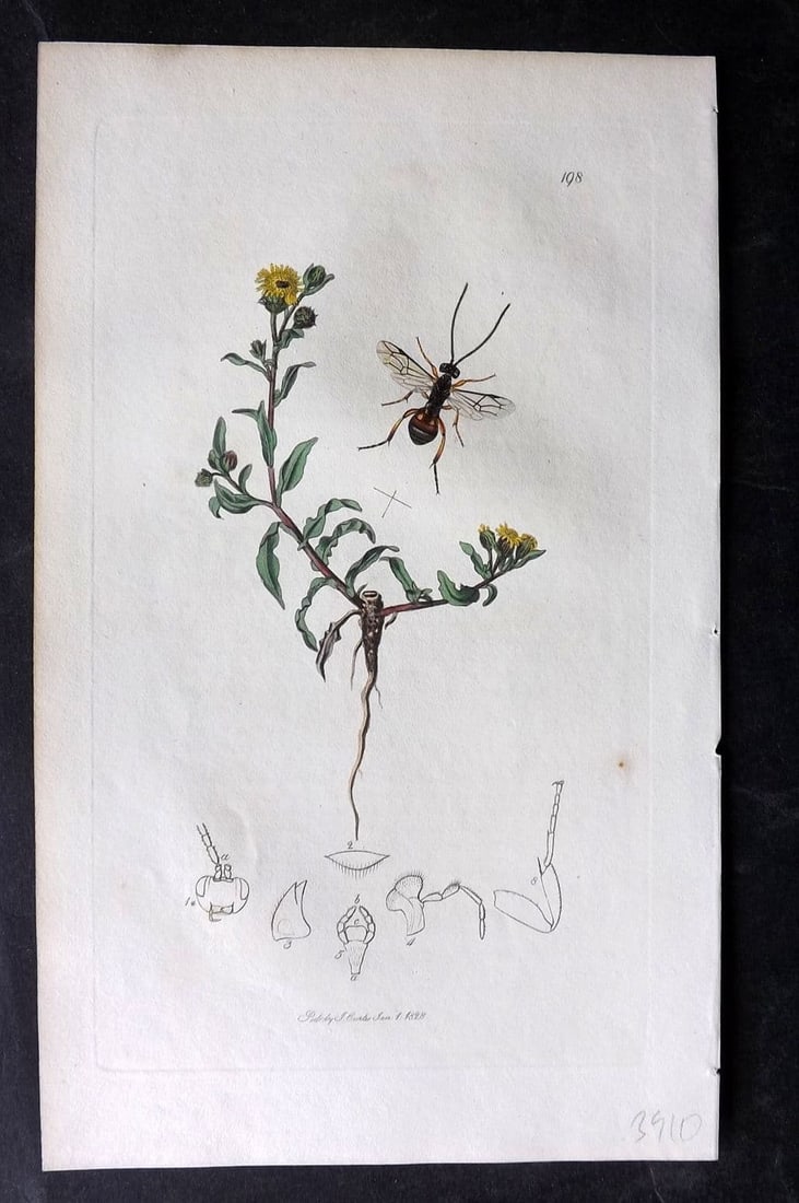 Curtis, William 1827 Hand Col Insect Botanical Print. Anomalon Vesparum 198: Antique Etching Published 1823-39, London for "British Entomology: Being Illustrations and Descriptions of the Genera of Insects found in Great Britain and Ireland" First Edition by John Curtis. With 
