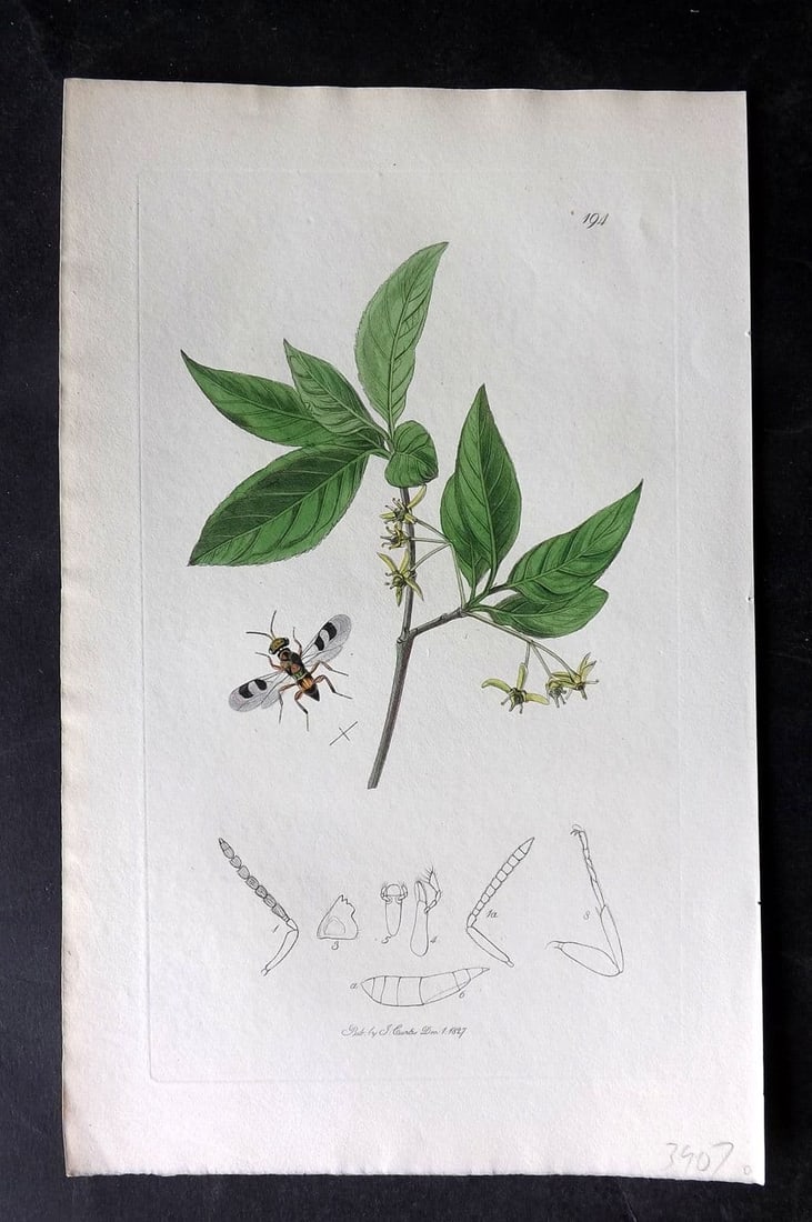 Curtis, William 1827 Hand Col Insect Botanical Print. Cleonymus Maculipennis 194: Antique Etching Published 1823-39, London for "British Entomology: Being Illustrations and Descriptions of the Genera of Insects found in Great Britain and Ireland" First Edition by John Curtis. With 