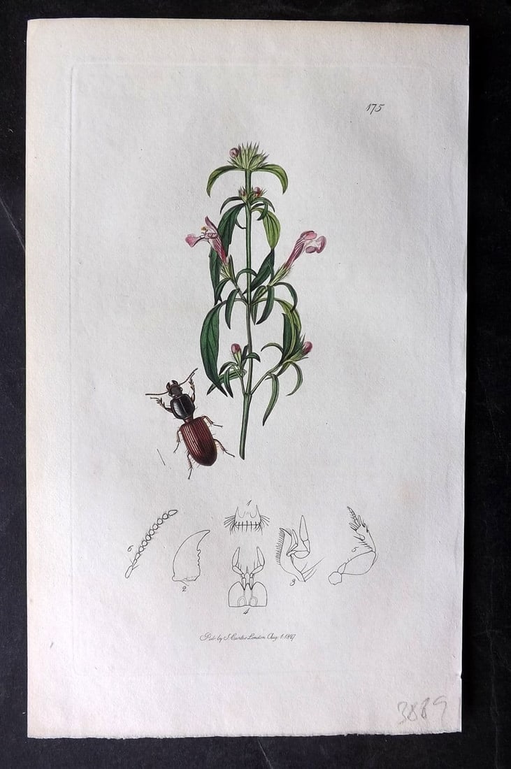 Curtis, William 1827 Hand Col Insect Botanical Print. Clivina Collaris 175: Antique Etching Published 1823-39, London for "British Entomology: Being Illustrations and Descriptions of the Genera of Insects found in Great Britain and Ireland" First Edition by John Curtis. With 