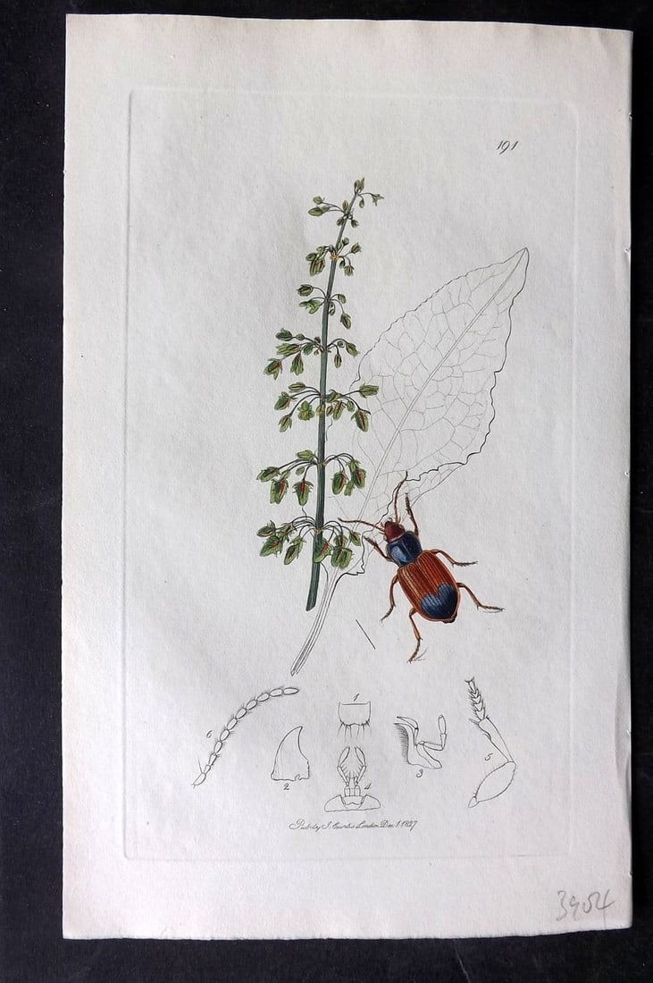 Curtis, William 1827 Hand Col Insect Botanical Print. Ophonus Germanus 191: Antique Etching Published 1823-39, London for "British Entomology: Being Illustrations and Descriptions of the Genera of Insects found in Great Britain and Ireland" First Edition by John Curtis. With 