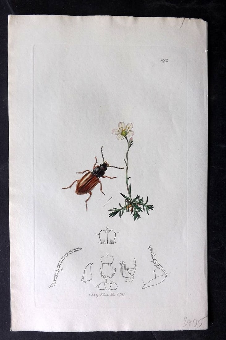 Curtis, William 1827 Hand Col Insect Botanical Print. Patrobus Alpinus 192: Antique Etching Published 1823-39, London for "British Entomology: Being Illustrations and Descriptions of the Genera of Insects found in Great Britain and Ireland" First Edition by John Curtis. With 