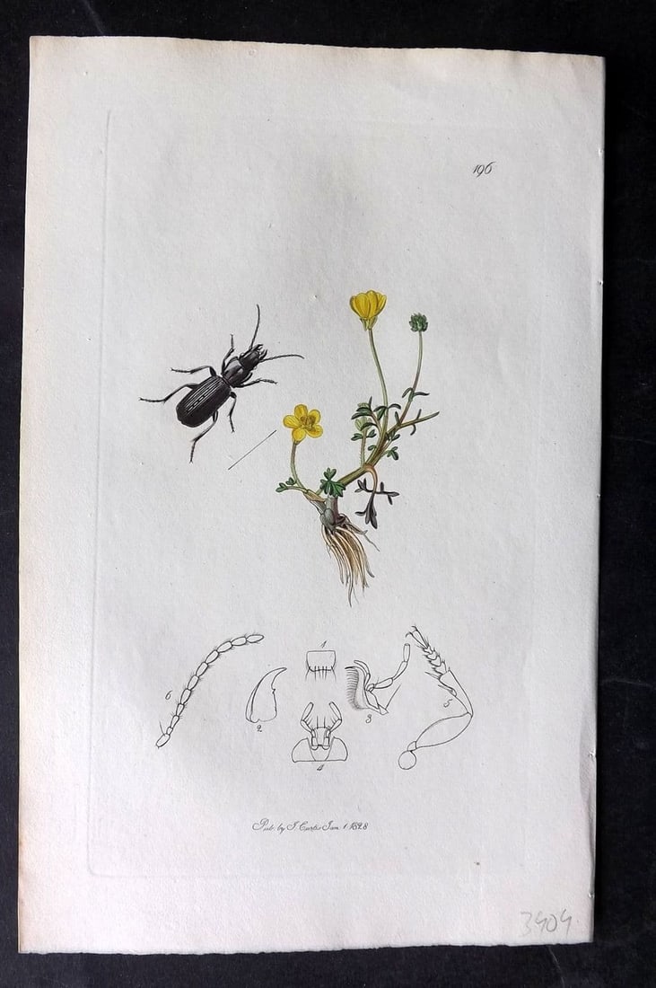Curtis, William 1827 Hand Col Insect Botanical Print. Pterostichus Elongatus 196: Antique Etching Published 1823-39, London for "British Entomology: Being Illustrations and Descriptions of the Genera of Insects found in Great Britain and Ireland" First Edition by John Curtis. With 