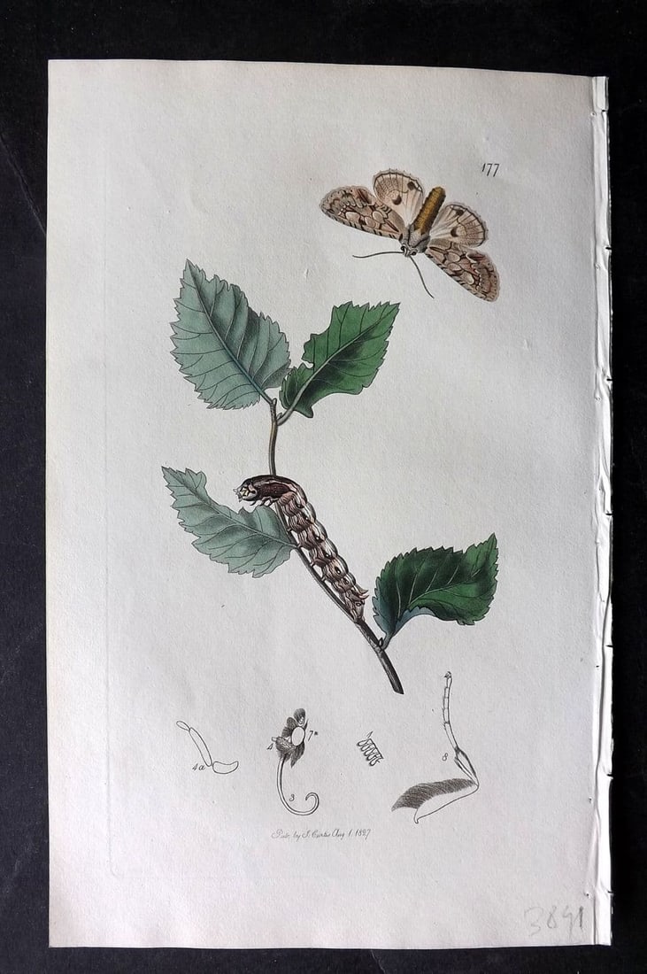 Curtis, William 1827 Hand Col Insect Botanical Print. Twin Spotted Underwing Moth 177: Antique Etching Published 1823-39, London for "British Entomology: Being Illustrations and Descriptions of the Genera of Insects found in Great Britain and Ireland" First Edition by John Curtis. With 