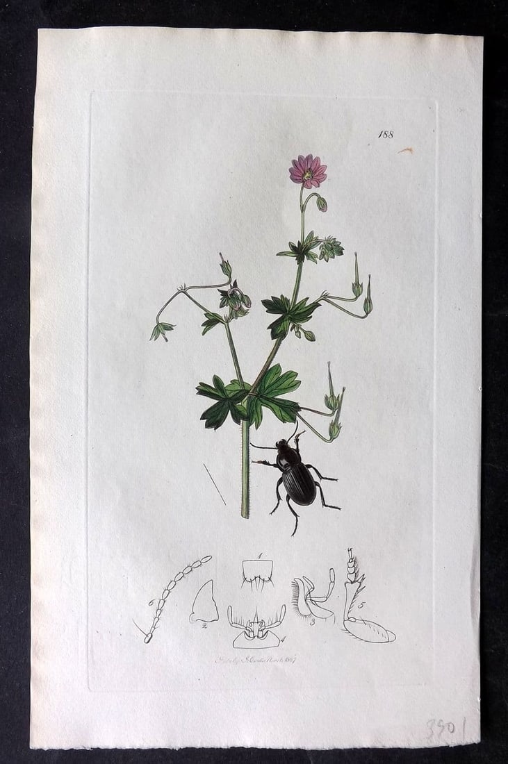 Curtis, William 1827 Hand Col Insect Botanical Print. Zabrus Obesus 188 (1 of 1)