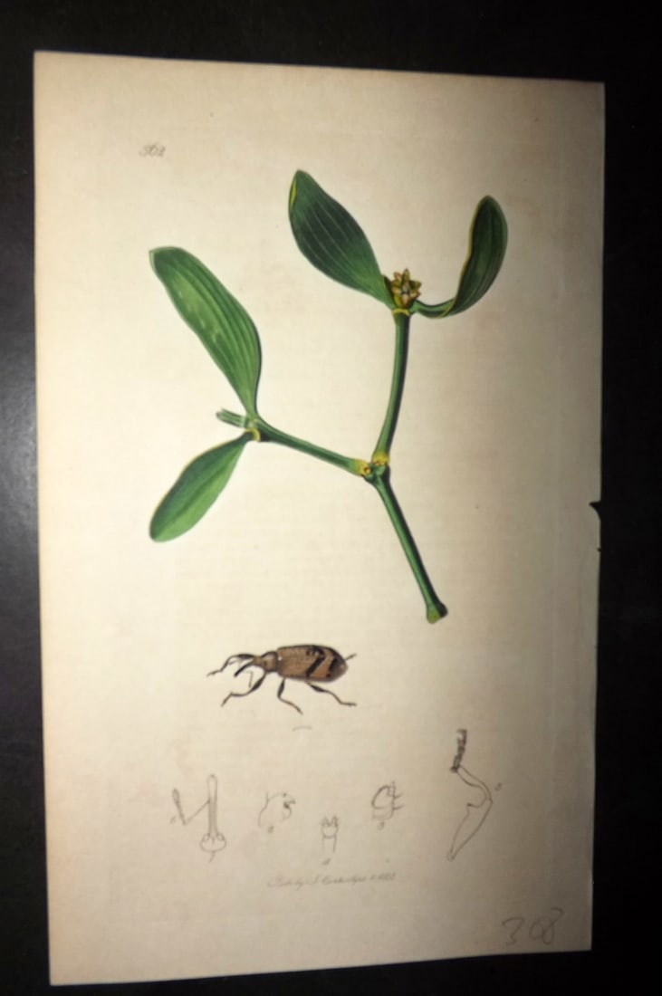 Curtis, William 1830's Hand Col Insect Botanical Print. Anthonomus Pomorum 562: Hand Colored Etching Published 1823-39, London for "British Entomology: Being Illustrations and Descriptions of the Genera of Insects found in Great Britain and Ireland" First Edition by John Curtis. 