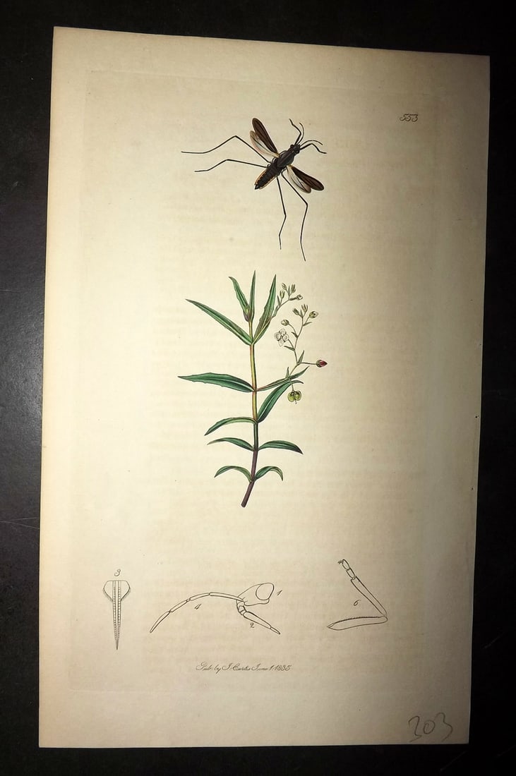 Curtis, William 1830's Hand Col Insect Botanical Print. Gerris Apicalis 553: Hand Colored Etching Published 1823-39, London for "British Entomology: Being Illustrations and Descriptions of the Genera of Insects found in Great Britain and Ireland" First Edition by John Curtis. 