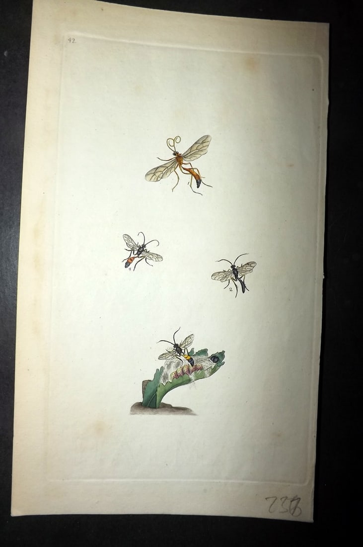 Curtis, William 1830's Hand Col Insect Botanical Print. Prostemma Guttula 684: Hand Colored Etching Published 1823-39, London for "British Entomology: Being Illustrations and Descriptions of the Genera of Insects found in Great Britain and Ireland" First Edition by John Curtis. 