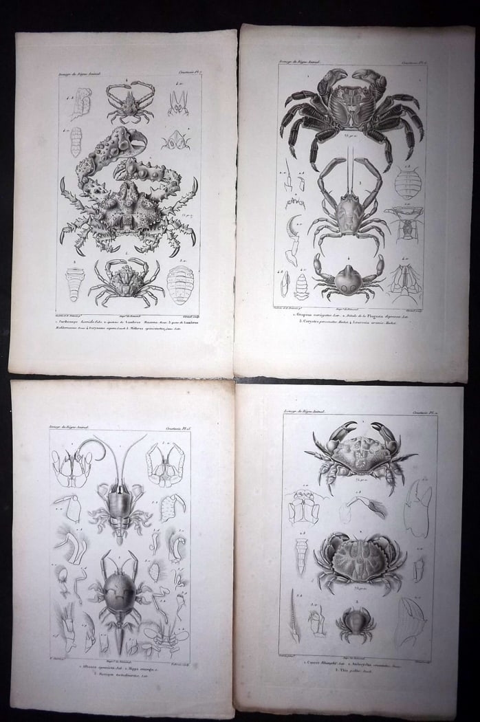 Cuvier, Baron C1830 Lot of 4 Prints. Crabs: Steel Engraving Published 1829-44, Paris for "Iconographie du regne animal de G. Cuvier" by the Baron Cuvier. Paper Size: 9.5 x 6 inch (24 x 16cm) Good Condition