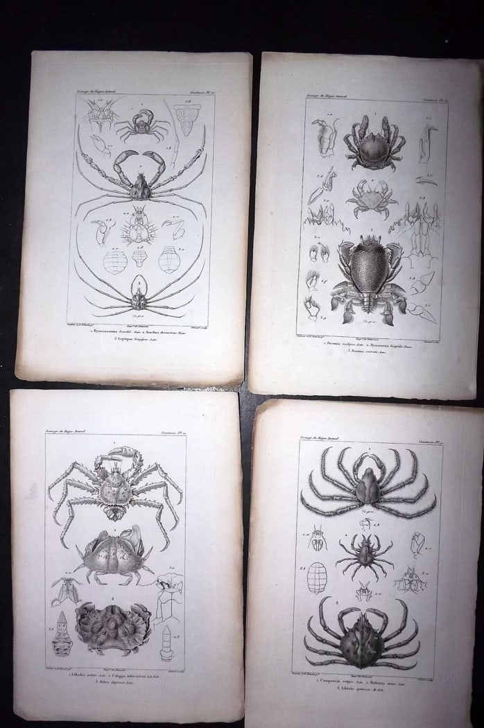 Cuvier, Baron C1830 Lot of 4 Prints. Crabs: Steel Engraving Published 1829-44, Paris for "Iconographie du regne animal de G. Cuvier" by the Baron Cuvier. Paper Size: 9.5 x 6 inch (24 x 16cm) Good Condition
