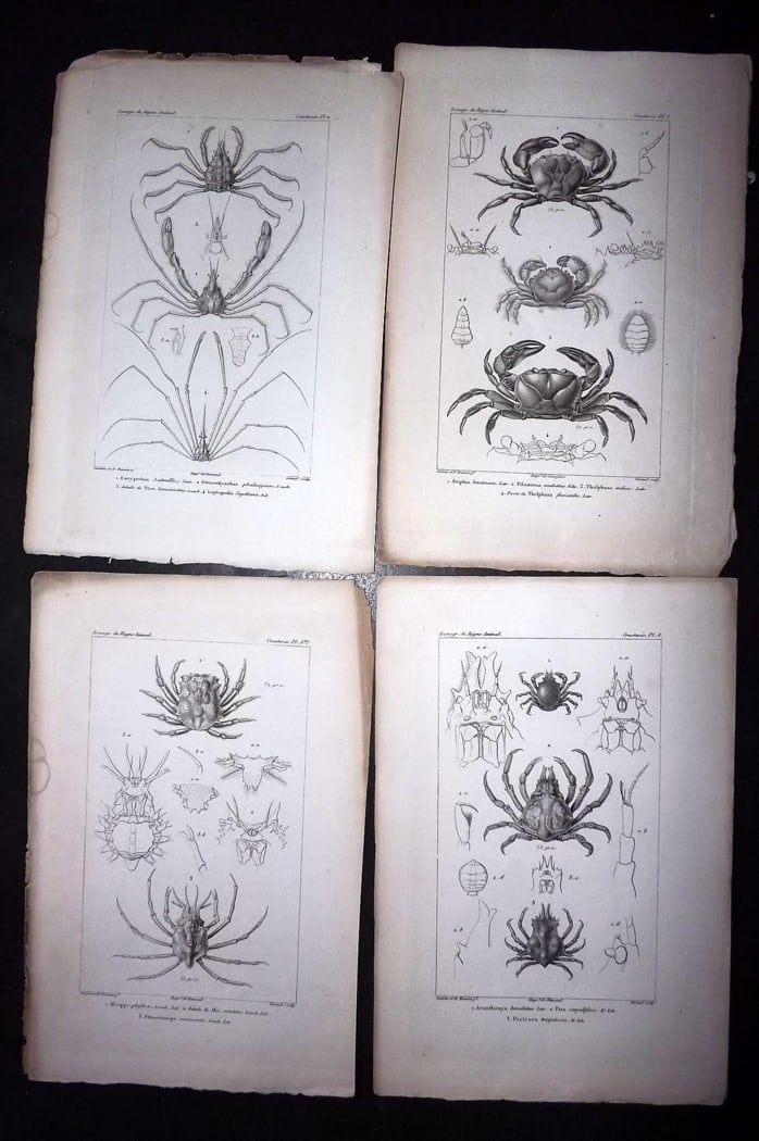 Cuvier, Baron C1830 Lot of 4 Prints. Crabs: Steel Engraving Published 1829-44, Paris for "Iconographie du regne animal de G. Cuvier" by the Baron Cuvier. Paper Size: 9.5 x 6 inch (24 x 16cm) Good Condition