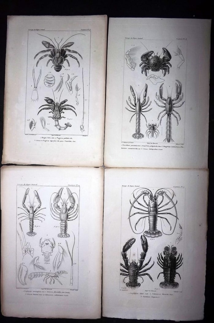 Cuvier, Baron C1830 Lot of 4 Prints. Lobsters & Crabs: Steel Engraving Published 1829-44, Paris for "Iconographie du regne animal de G. Cuvier" by the Baron Cuvier. Paper Size: 9.5 x 6 inch (24 x 16cm) Good Condition