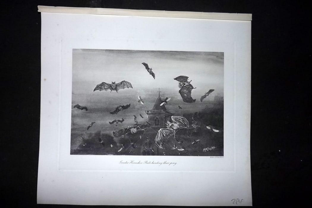 Millais, John 1904 Rare Folio Print. Bats - Greater Horseshoe Bats hunting their Prey: Folio Photogravure Published 1904, London for "The Mammals of Great Britain and Ireland" by John Guille Millais. Illustrated by Archibald Thorburn, George Lodge and the Author. Rare - Limited Edition 