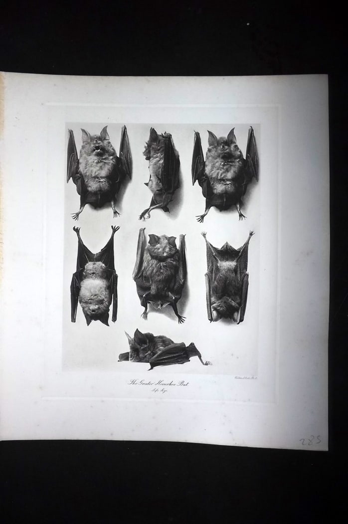 Millais, John 1904 Rare Folio Print. Bats - The Greater Horseshoe Bat (1 of 1)