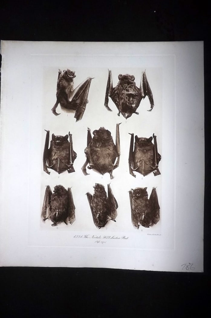 Millais, John 1904 Rare Folio Print. Bats - The Noctule & Leister's Bat (1 of 1)