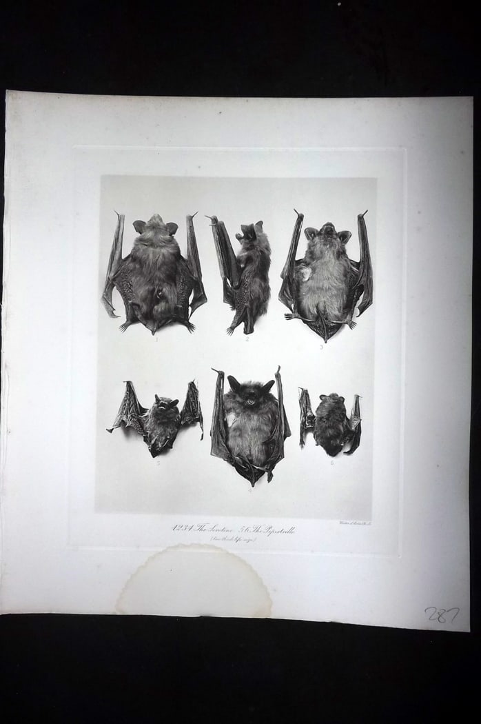 Millais, John 1904 Rare Folio Print. Bats - The Serotine. The Pipistrelle (1 of 1)