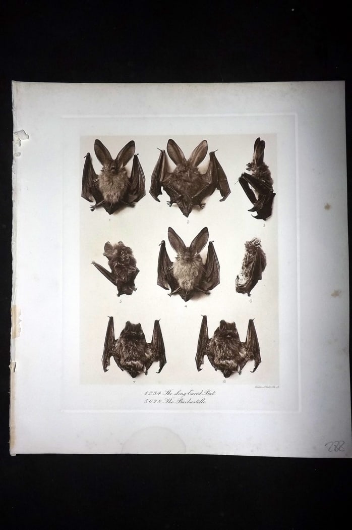 Millais, John 1904 Rare Folio Print. Bats - Long Eared, Barbastelle (1 of 1)